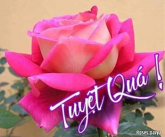 Click image for larger version  Name:	2BF9FD6A-88B2-43D5-801E-48A29F65DB42.jpeg Views:	12 Size:	60.7 KB ID:	20888