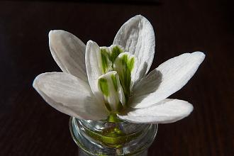 Click image for larger version  Name:	1280px-Snowdrop_with_six_petals.jpg Views:	0 Size:	191.6 KB ID:	21979
