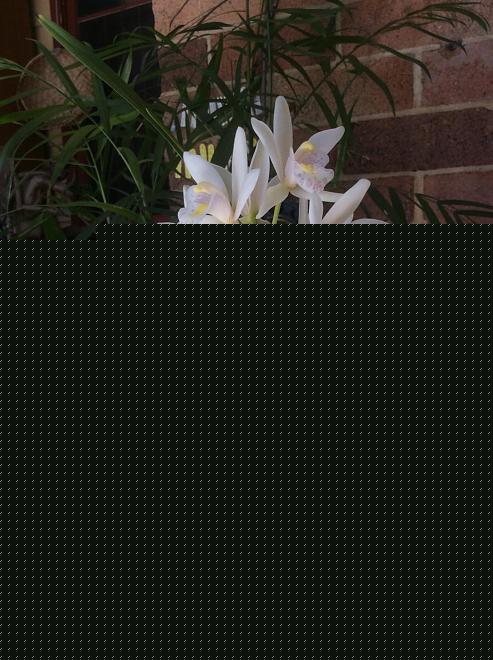 Click image for larger version  Name:	A5ED817E-240D-4272-AC48-92811D43F133.jpeg Views:	0 Size:	156.0 KB ID:	22168