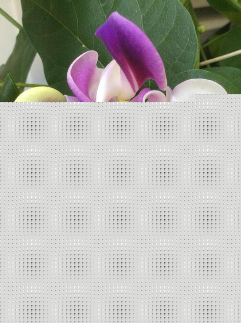 Click image for larger version  Name:	B651B67F-A623-45BF-92EB-3947DE2CC3E5.jpeg Views:	0 Size:	135.9 KB ID:	22234