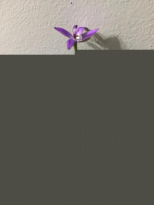 Click image for larger version  Name:	010ED636-5C4C-4678-9E54-83CC2CE8D3F6.jpeg Views:	0 Size:	152.5 KB ID:	22249