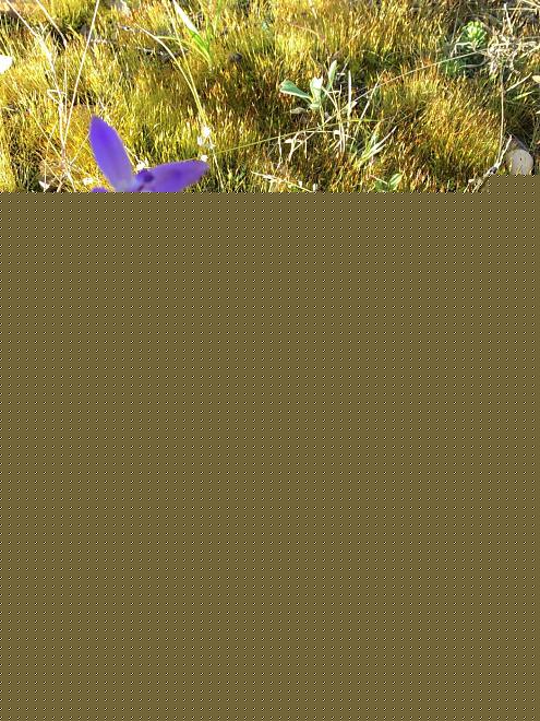 Click image for larger version  Name:	3F4F52C3-ABC5-4781-8454-012FE6E6BB45.jpeg Views:	0 Size:	477.1 KB ID:	22252