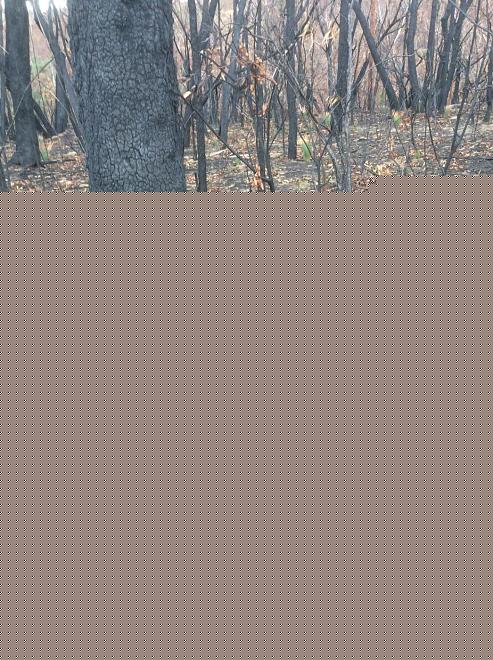 Click image for larger version  Name:	C954EE79-DD43-47DA-8AB4-F8E9481D5CCB.jpeg Views:	0 Size:	361.5 KB ID:	22327
