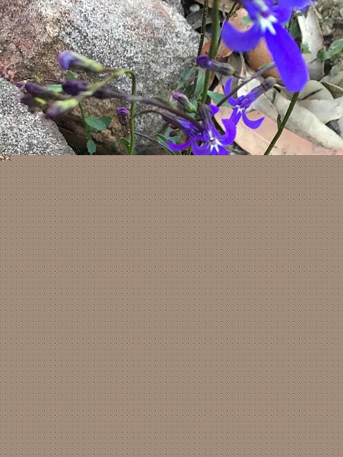 Click image for larger version  Name:	5C6C5CCB-BC4A-40F3-BCD1-FD9A90C2B1FD.jpeg Views:	0 Size:	283.7 KB ID:	22385