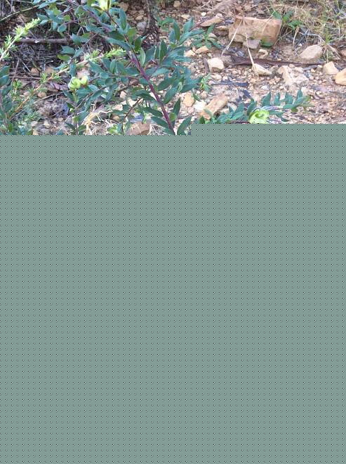 Click image for larger version  Name:	05D51CA4-B975-40C1-84AD-9006A2A1EFBE.jpeg Views:	0 Size:	328.1 KB ID:	22532