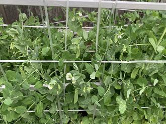 Click image for larger version  Name:	giàn pea.jpg Views:	0 Size:	413.7 KB ID:	23788