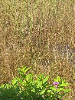 Click image for larger version  Name:	IMG_1182.jpg Views:	111 Size:	260.2 KB ID:	26623