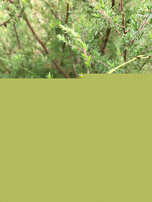 Click image for larger version  Name:	9DC80CCD-C686-47B3-9A6C-9F069B257EE0.jpeg Views:	0 Size:	223.9 KB ID:	27023