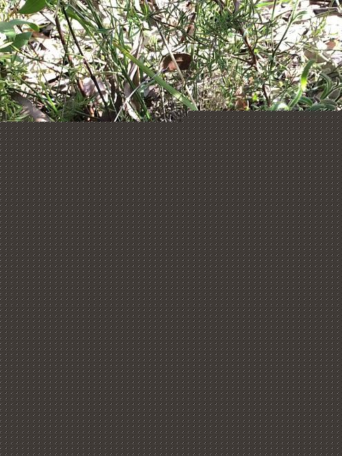Click image for larger version  Name:	E2B90225-4CF5-4487-96ED-2162131560AB.jpeg Views:	0 Size:	365.3 KB ID:	27063