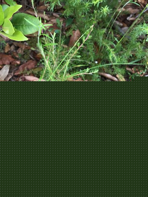 Click image for larger version  Name:	935AD68E-8056-496B-90CC-D7D057183235.jpeg Views:	8 Size:	228.0 KB ID:	27186
