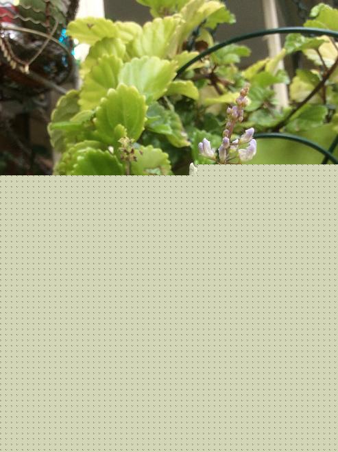 Click image for larger version  Name:	image_4765.jpg Views:	3 Size:	157.3 KB ID:	27293