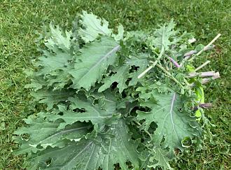 Click image for larger version  Name:	kale.jpg Views:	0 Size:	426.8 KB ID:	29774