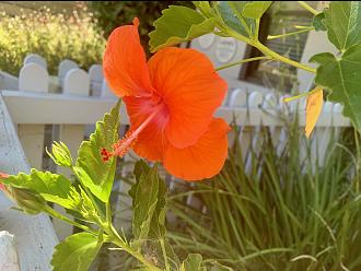 Click image for larger version

Name:	hoa.jpg
Views:	160
Size:	346.7 KB
ID:	29798